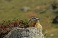 Groundhog sitting on a Rock in front of a green background