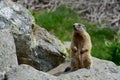 Groundhog sitting on a Rock watching