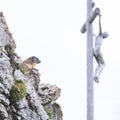 Groundhog sitting in the rocks with mountain peak in the European Dolomite Alps, South Tyrol