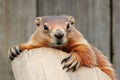 Groundhog sitting on tree stump Royalty Free Stock Photo
