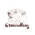 Groundhog sketch vector graphics figure head