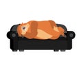 Groundhog sleeping on couch. Woodchuck asleep on bed. Marmot dormant. Groundhog day Vector illustration