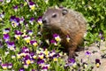 Groundhog standing in flowers