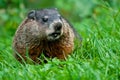 Groundhog - Marmota monax Royalty Free Stock Photo