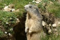 A groundhog standing beside its hole in the mountains Royalty Free Stock Photo