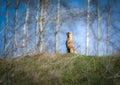 A groundhog stands on its hind legs against the background of the sky and a birch grove and whistles talking to other groundhogs