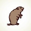 Groundhog. Vector illustration