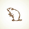 Groundhog. Vector illustration