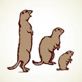Groundhog. Vector illustration