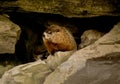 Groundhog/woodchuck Royalty Free Stock Photo
