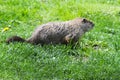 Groundhog or Woodchuck Side View - Marmota monax Royalty Free Stock Photo