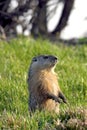 Groundhog or Woodchuck 603742