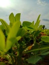 Groundnut plant leaves, close up view