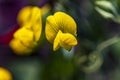 Groundnut flower at bloom, yellow wildflower.