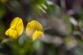 Groundnut flower at bloom, yellow wildflower.