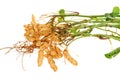 Groundnut Plant Royalty Free Stock Photo