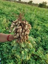Groundnut plant image at farm in India Royalty Free Stock Photo