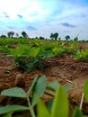 Groundnut plant leaves, close up view