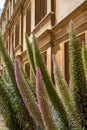 Grounds of King`s College, Cambridge University UK with Giant Viper`s Bugloss plants, known as Echium Pininana or Tower of Jewels.