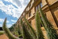 Grounds of King`s College, Cambridge University UK with Giant Viper`s Bugloss plants, known as Echium Pininana or Tower of Jewels.