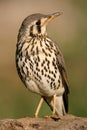 Groundscraper thrush Royalty Free Stock Photo