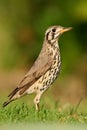 Groundscraper thrush Royalty Free Stock Photo