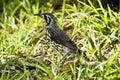 Groundscraper Thrush Royalty Free Stock Photo