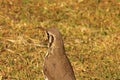 GROUNDSCRAPER THRUSH BIRD ON DRY GRASS Royalty Free Stock Photo
