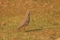 GROUNDSCRAPER THRUSH BIRD STANDING ON THE GRASS