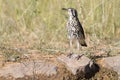 Groundscraper Thrush drinks water from a waterhole in Kalahari d Royalty Free Stock Photo