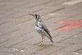 Groundscraper thrush on grey bricks in Namibia Royalty Free Stock Photo