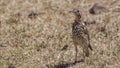 Groundscraper Thrush in Pasture Royalty Free Stock Photo