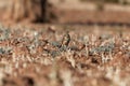 Groundscraper Thrush Psophocichla litsitsirupa on a field Royalty Free Stock Photo