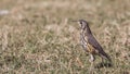 Groundscraper Thrush Looking Left