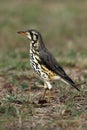 The groundscraper thrush Psophocichla litsitsirupa sitting sitting on the ground Royalty Free Stock Photo