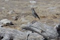 Groundscraper thrush standing on branch