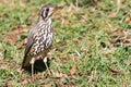 Groundscraper thrush Turdus litsitsirupa standing on the ground in South Africa Royalty Free Stock Photo