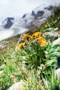 Groundsel Senecio on alpine pastures Royalty Free Stock Photo