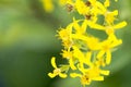 Groundsel (Senecio ovatus)