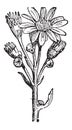 Groundsel or Senecio sp., vintage engraving