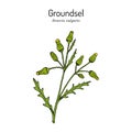 Groundsel Senecio vulgaris , medicinal plant