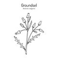 Groundsel Senecio vulgaris , medicinal plant
