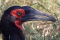 A groung hornbill in the Kruger National Park Royalty Free Stock Photo