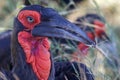 A groung hornbill in the Kruger National Park Royalty Free Stock Photo