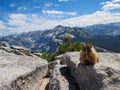 Grounghog in Yosemite park