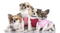 Group of 4 chihuahuas dressed-up Royalty Free Stock Photo