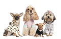 Group of 4 dogs dressed : chihuahua,shih tzu and C