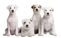 Group of 4 dogs : Parson Russell Terrier