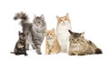 Group of 5 cats in a row : Norwegian, Siberian and