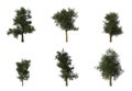 Group of 6 CG platanus trees